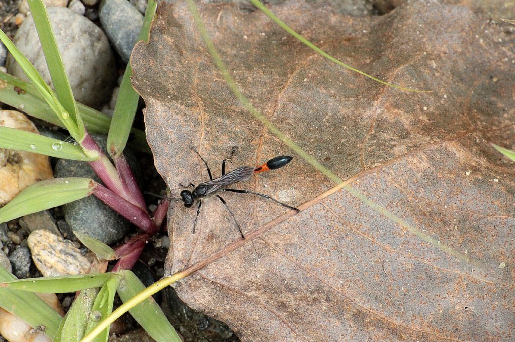 Ammophila sabulosa, maschio -Sphecidae